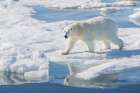 Norway, Svalbard. Polar bear on ice floe  in Arctic Ocean. Coastal Print